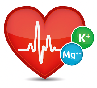 Rotes Herz mit weißer Linie und Kreisen mit K+ und Mg++. Hintergrund weiß.